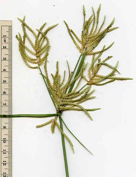  Cyperus flavicomus Michaux